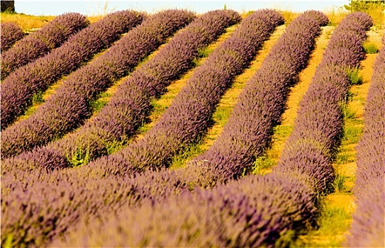 薰衣草种植区,瓦伦索高原,普罗旺斯,法国