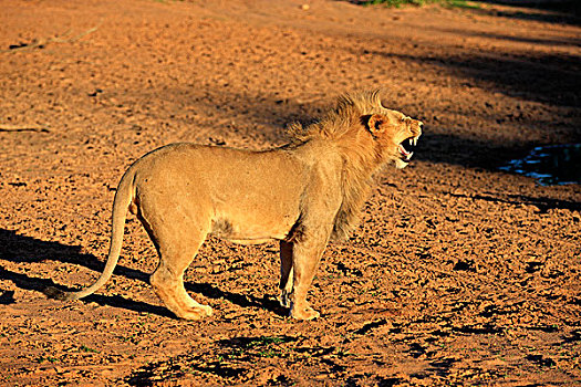 狮子,雄性,五个,岁月,叫,禁猎区,卡拉哈里沙漠,北角,南非,非洲