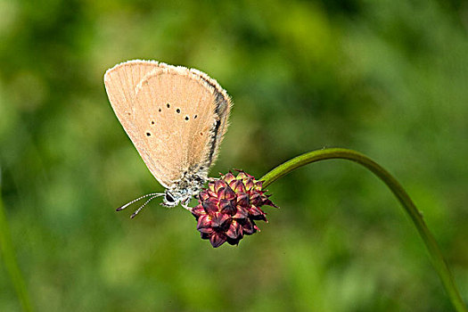 蝴蝶,地榆属植物,荷兰