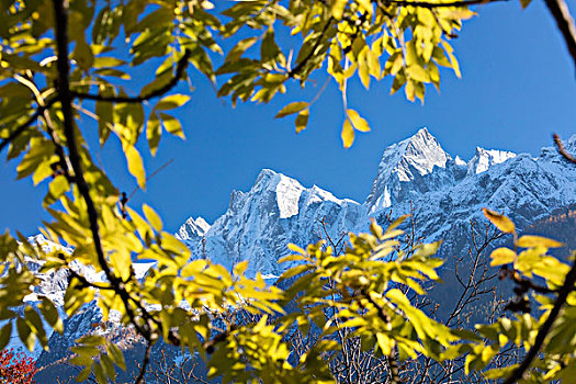 雪,顶峰,框架,彩色,树,山谷,格劳宾登,瑞士,欧洲