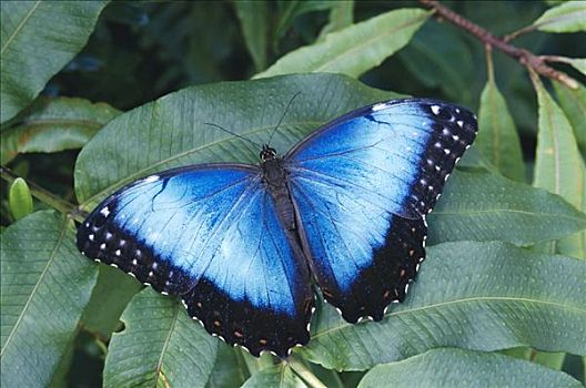 蓝色大闪蝶,南美大闪蝶,蝴蝶,雾林,哥斯达黎加