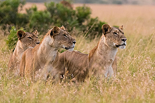 三个,雌狮,狮子,看,捕食,马赛马拉,肯尼亚,非洲
