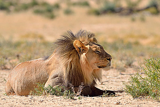 狮子,躺下,卡拉哈迪大羚羊国家公园,北开普,南非,非洲