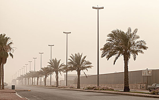 灰尘,风暴,街上,风景,手掌,沙特阿拉伯