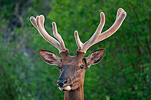 特写,麋鹿,鹿属,碧玉国家公园,艾伯塔省,加拿大