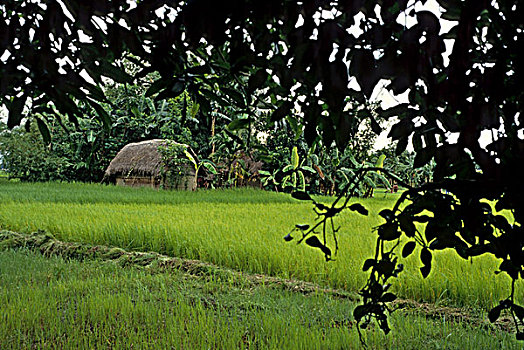 稻米,饮食,孟加拉,高,品种
