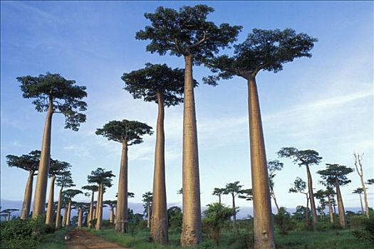 马达加斯加,区域,穆龙达瓦,小径,猴面包树