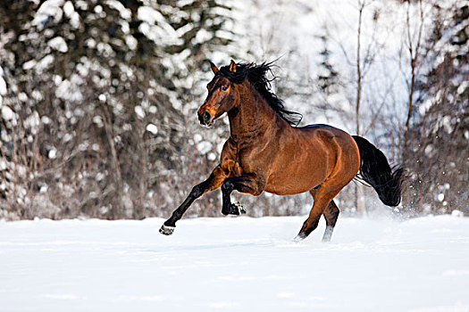 褐色,马,驰骋,雪,冬天,奥地利,欧洲