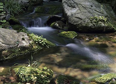 河,通过,树林,响尾蛇,溪流,波科诺山,宾夕法尼亚,美国
