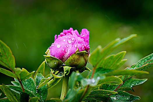 雨中的牡丹花