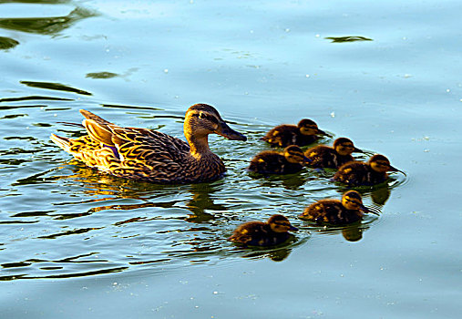 鸭妈妈和小宝宝们