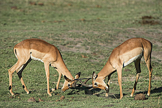 黑斑羚,两个,公羊,争斗,乔贝,河,正面,乔贝国家公园,地区,博茨瓦纳,非洲