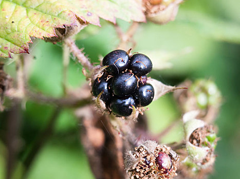 一个,黑莓,奇怪,有趣,看,有毒,饲料