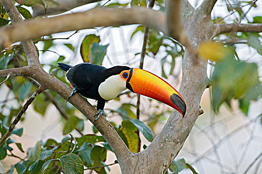 托哥巨嘴鸟,潘塔纳尔,巴西