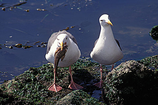 特写,两个,海鸥,石头,摩洛湾,州立公园,加利福尼亚,美国