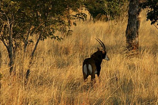 羚羊,站立,树林,万基国家公园,津巴布韦