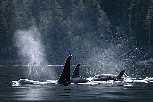 逆戟鲸,平面,约翰斯顿海峡,不列颠哥伦比亚省,加拿大