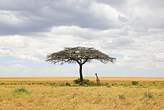 合欢树下的长颈鹿