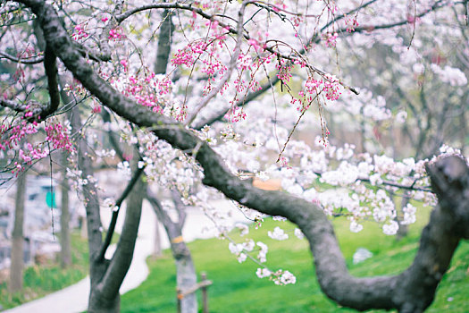 南京玄武湖樱花