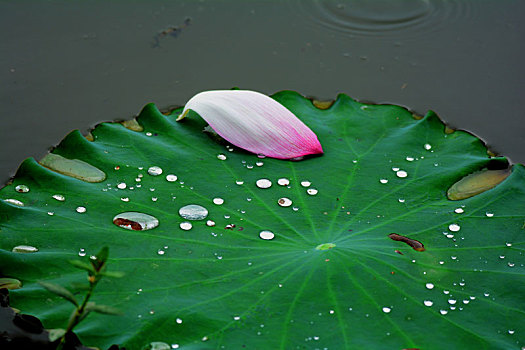 池塘,花落