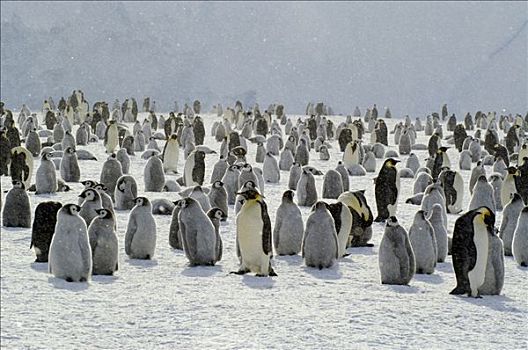 帝企鹅,生物群,亮光,下雪,南极
