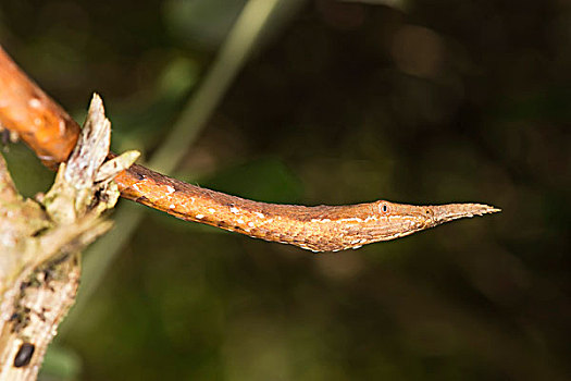 蛇,马达加斯加,非洲
