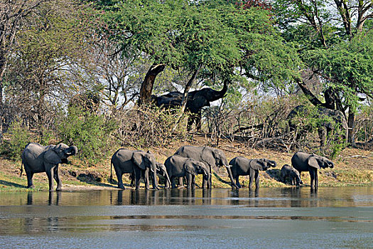 非洲象,牧群,喝,河,国家公园,赞比西河,区域,细条,纳米比亚,非洲