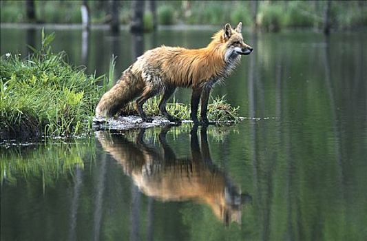 红狐,狐属,反射,湖,北美