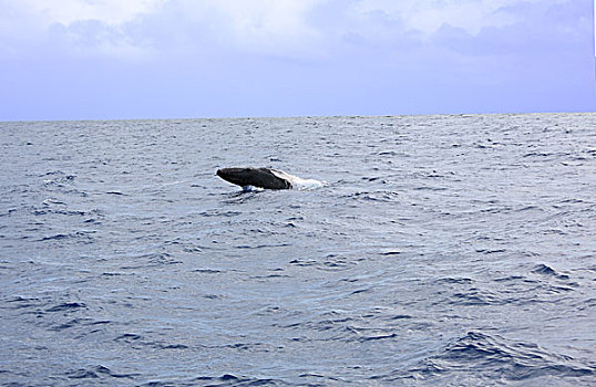 鲸鱼跃起