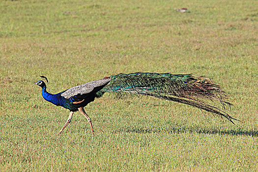 孔雀,国家公园,斯里兰卡