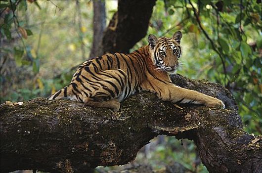 孟加拉虎,虎,幼小,躺着,枝条,班德哈维夫国家公园,印度