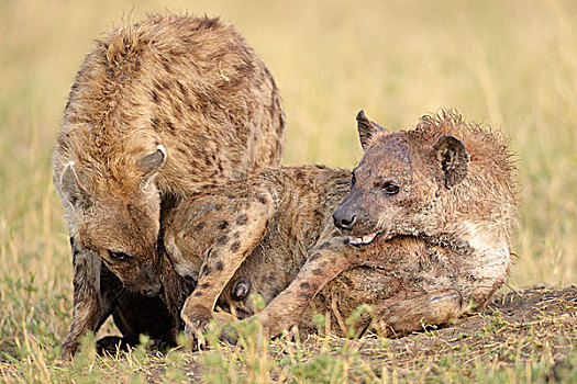 斑点土狼,斑鬣狗,嗅,相互,马赛马拉国家保护区,肯尼亚,非洲
