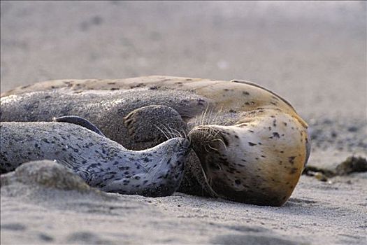 斑海豹,母兽,依偎,幼兽,幼仔,低湿地,蒙特利湾,加利福尼亚