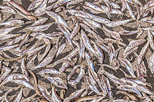 水产咸货鱼干食品特写景观