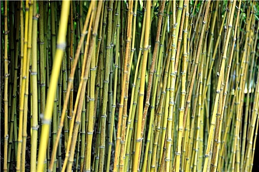 竹子,丛林,蒙特卡罗,宫殿,植物园