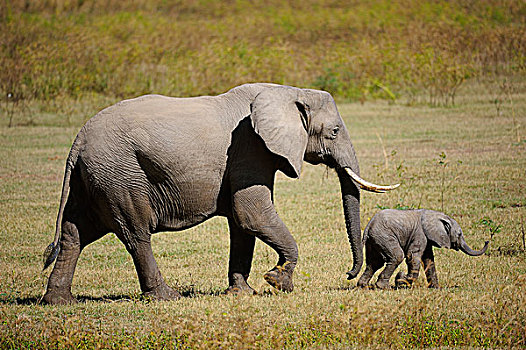 非洲象,女性,幼兽,南卢安瓜国家公园,赞比亚,非洲