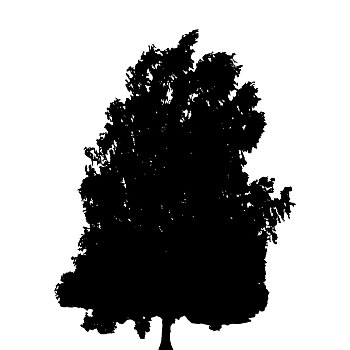 黑白,剪影,落叶树,枝条,风,矢量,插画