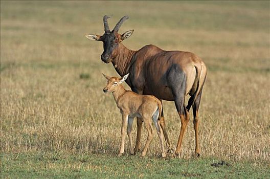 转角牛羚,年轻,一个,马赛马拉,肯尼亚,非洲