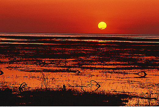 日落,上方,泻湖,国家公园,赞比亚
