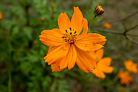 百日菊,步步高