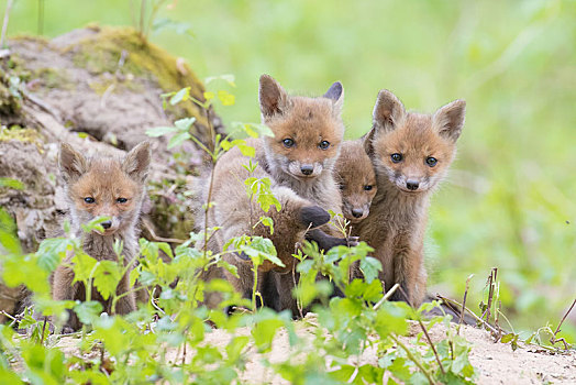 五个,幼兽,红狐,德绍,德国,欧洲
