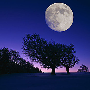 冬景,树,黎明,满月