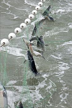 红大马哈鱼,抓住,布里斯托湾,阿拉斯加