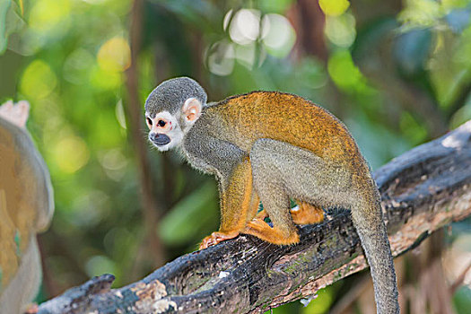 松鼠猴,亚马逊,巴西,南美