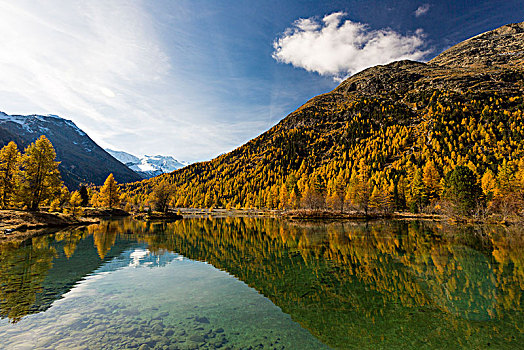 金色,十月,漂亮,风景,瑞士