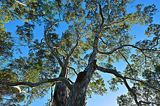 桉树,阿德莱德,南澳大利亚州,澳大利亚