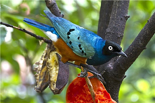 蓝鸟,马来西亚