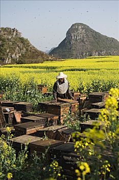 中国,云南,罗平,油菜籽,花,开花,养蜂人,蜂蜜,农场