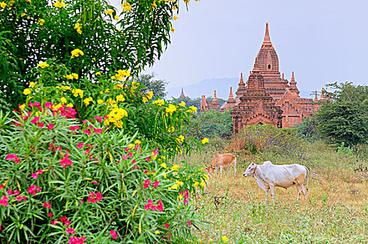 亚洲,缅甸,蒲甘,异教,母牛,放牧,靠近,蒲甘寺庙