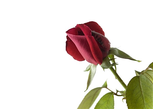 红色,情人节,玫瑰花
